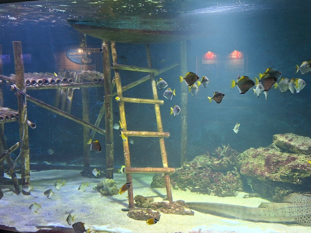 Aquarium de Vendée景点图片