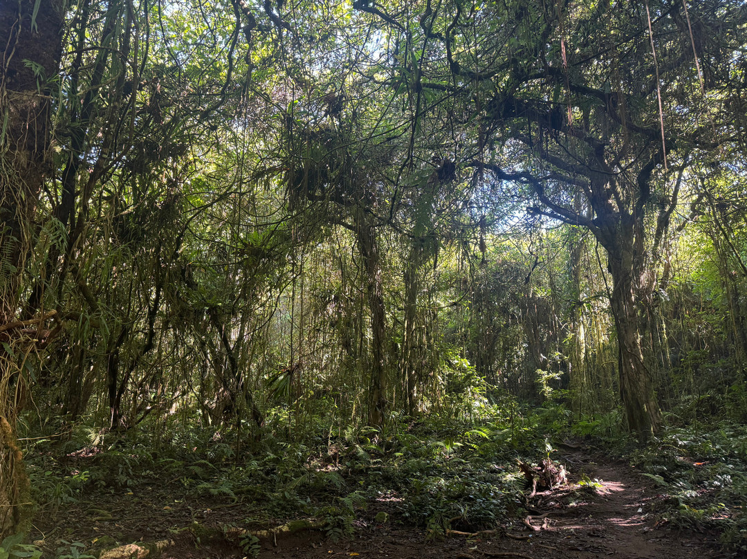 Jaya Trekker景点图片