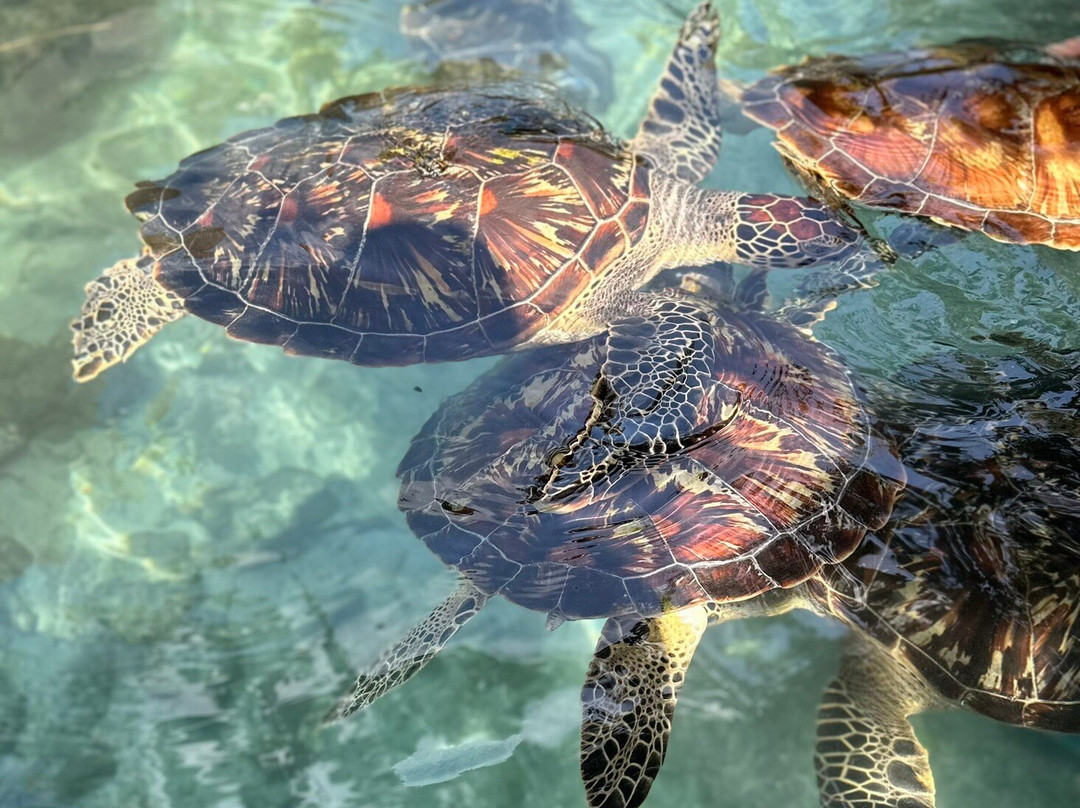 Escursioni Ronaldo-Kendwa必去景点