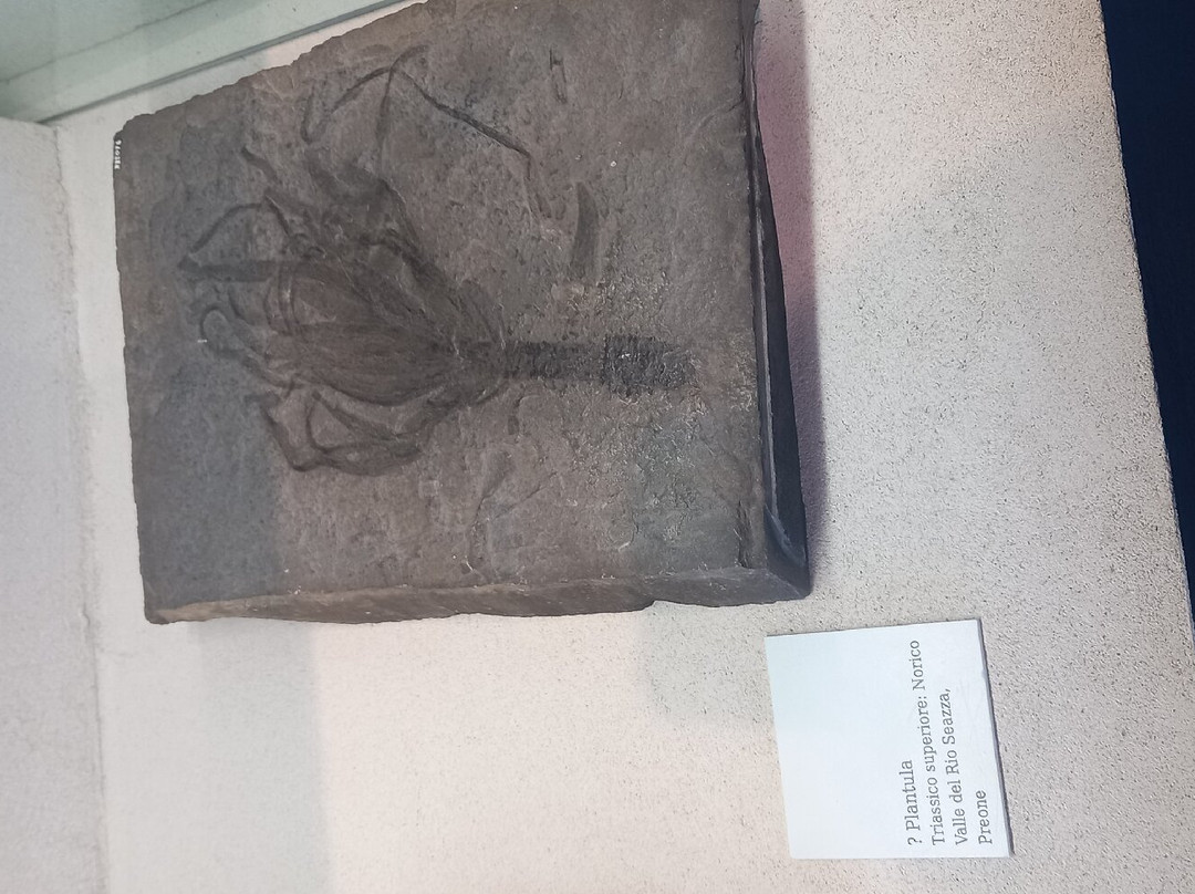 Museo Geologico della Carnia景点图片