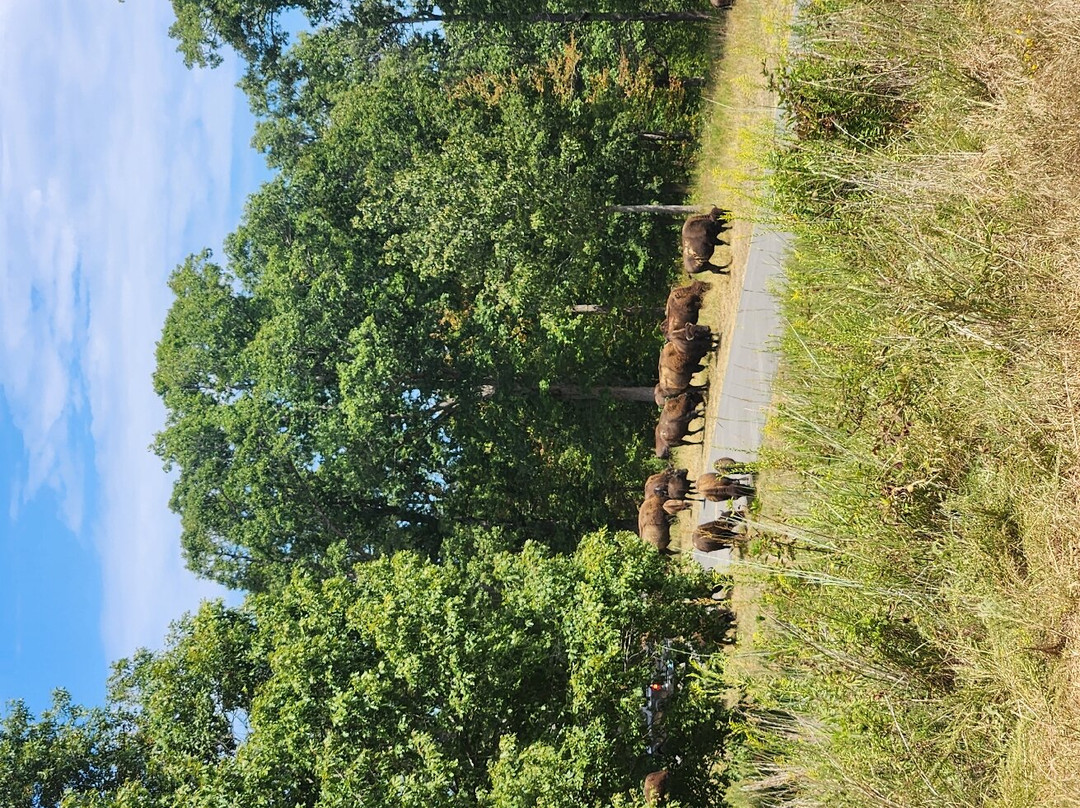 The Elk and Bison Prairie-Golden Pond必去景点