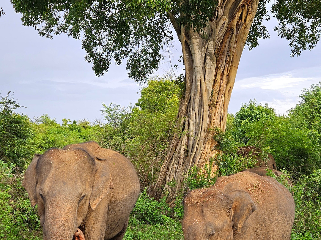 Wild Vibes Safari Tours Udawalawe-乌达瓦拉瓦必去景点