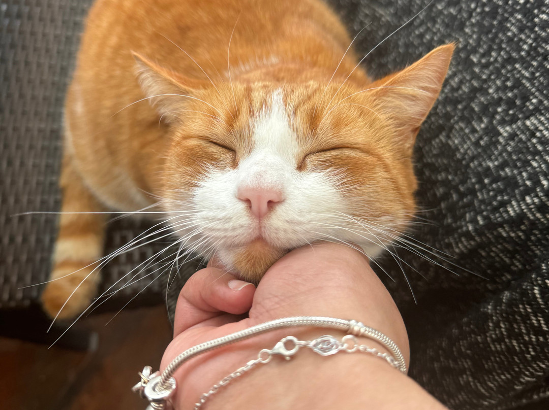 Kiwi Connect - Auckland  Guided Tours-奥克兰中心地区必去景点