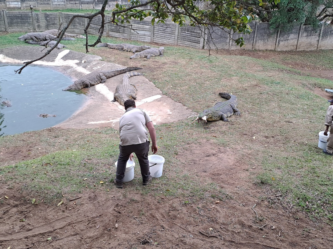 Riverbend Crocodile Farm-南帚必去景点