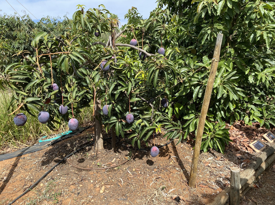 Orchard Of Flavours景点图片