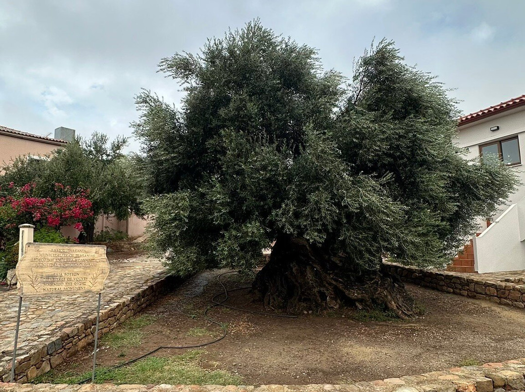 The Monumental Olive Tree of Vouves-Vouves必去景点