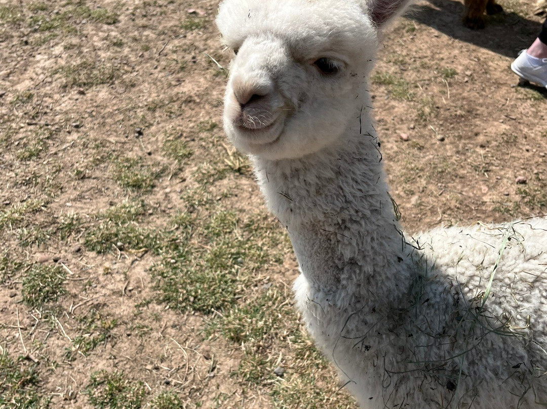 Flying Iron Ranch Alpacas景点图片