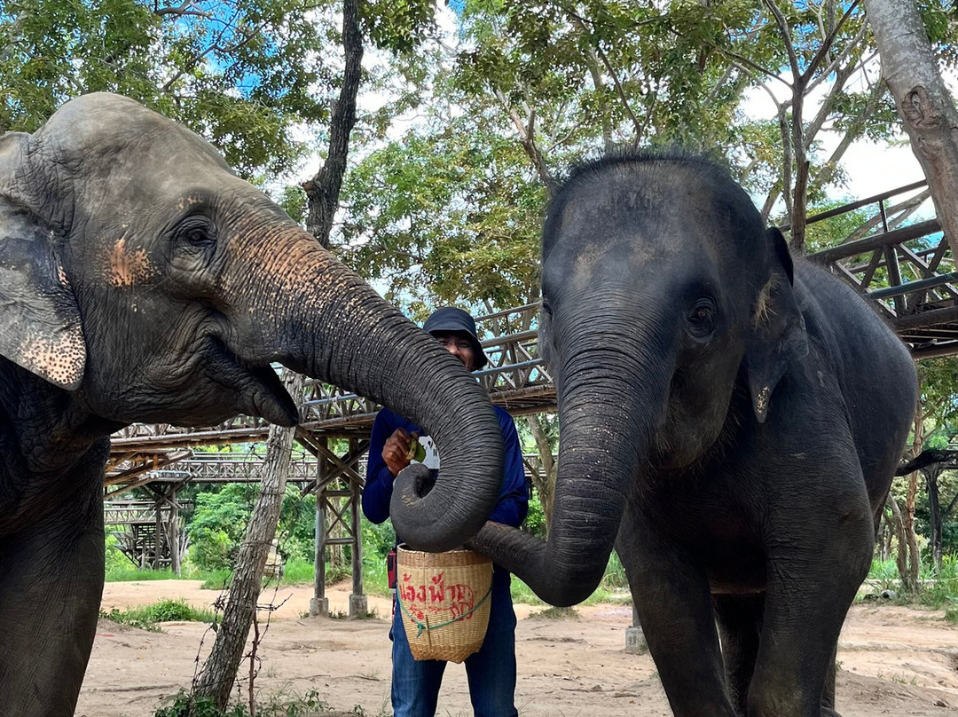 Samui Elephant Kingdom-利巴诺伊必去景点