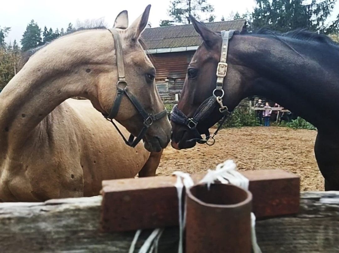 Horse Farm Dutkovo景点图片