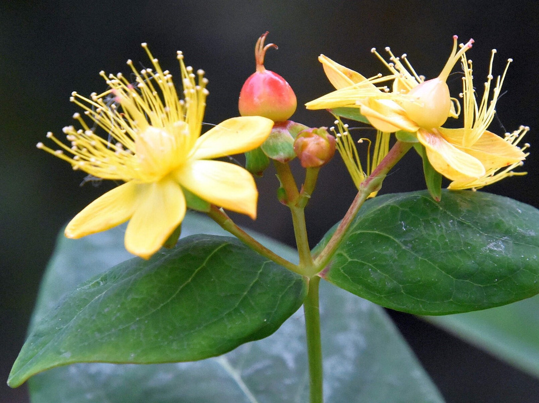 Sandwich Inn & Suites主图