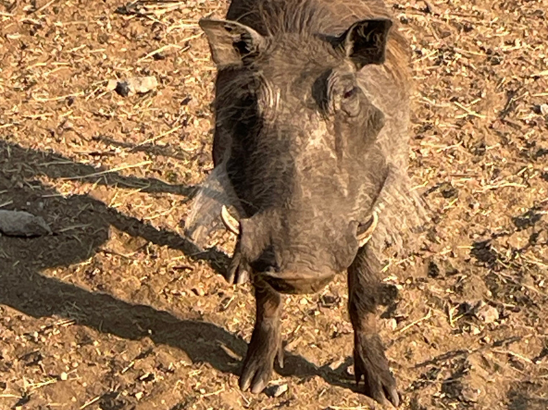 Khaya Umdani Guest Houses主图