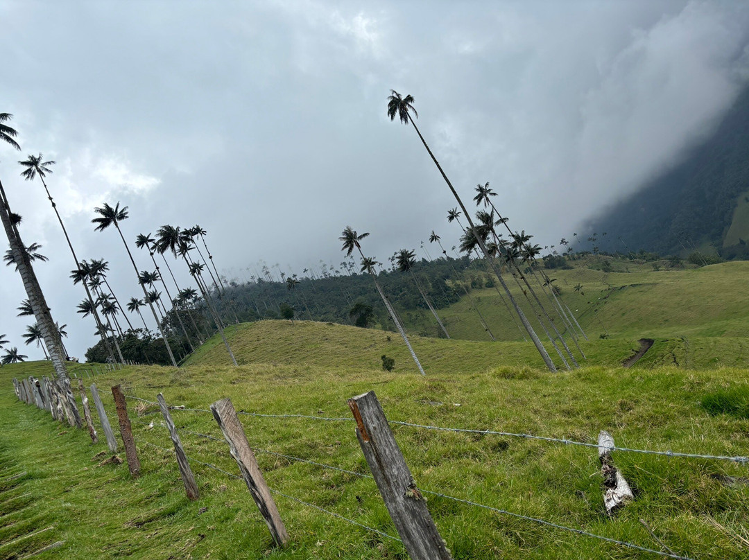 Valle De Cocora