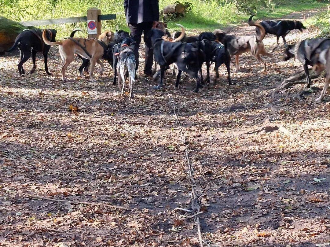 Evasion Canine景点图片