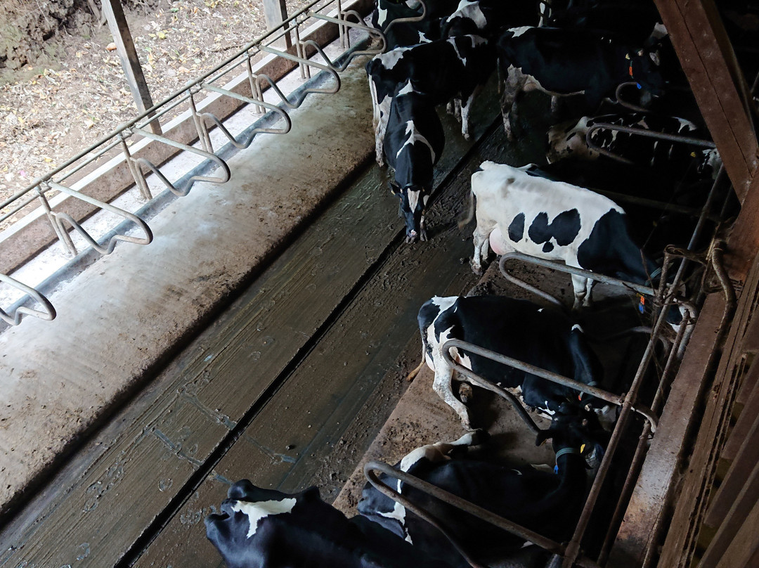 Enomoto Diaryfarm-上尾市必去景点