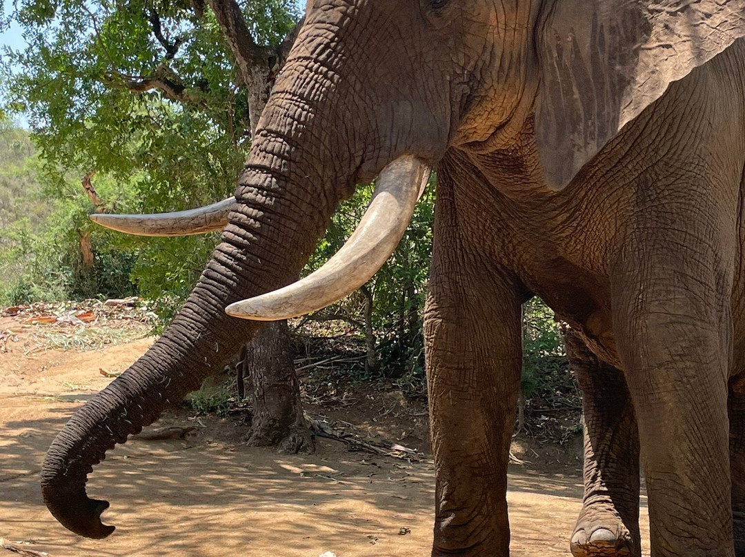 Elephant Whispers景点图片