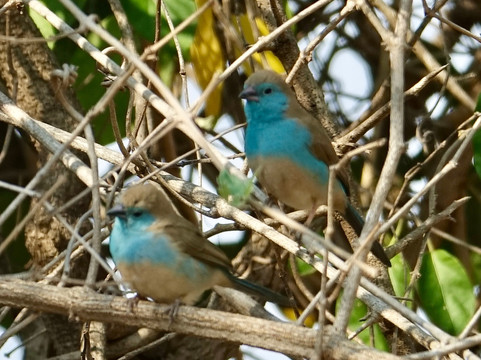 Wildly Connected Safaris-霍德斯普鲁特必去景点