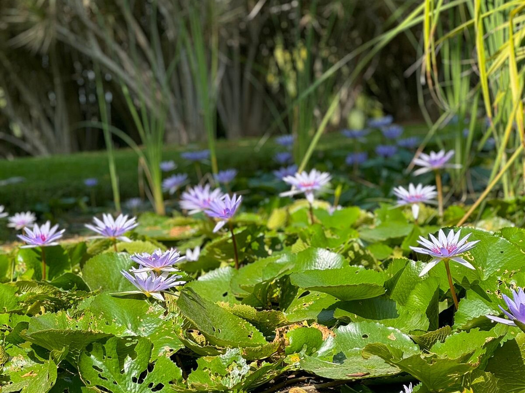 Soul Spring Sanctuary主图