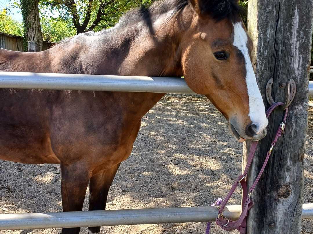 Fattoria Piolanti-Lazzate必去景点