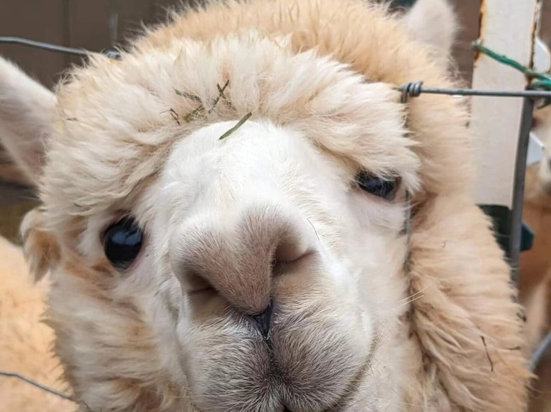 Serenity Alpacas-Stony Point必去景点