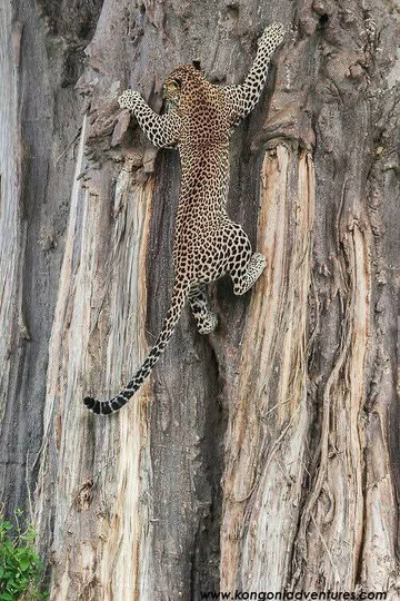 Jambo Travelhouse Holidays-Karen必去景点