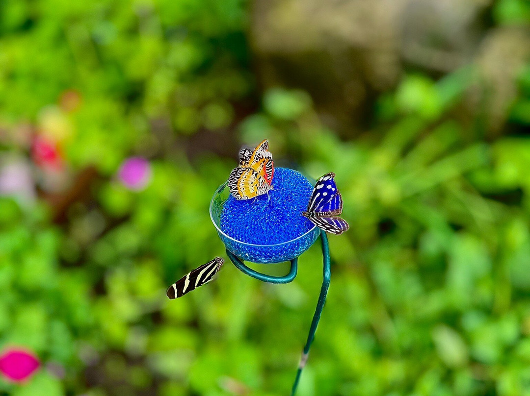 The Butterfly Place-韦斯特福德必去景点