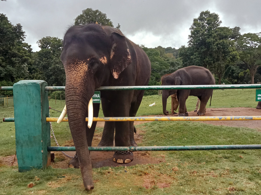 Theppakadu Elephant Camp景点图片