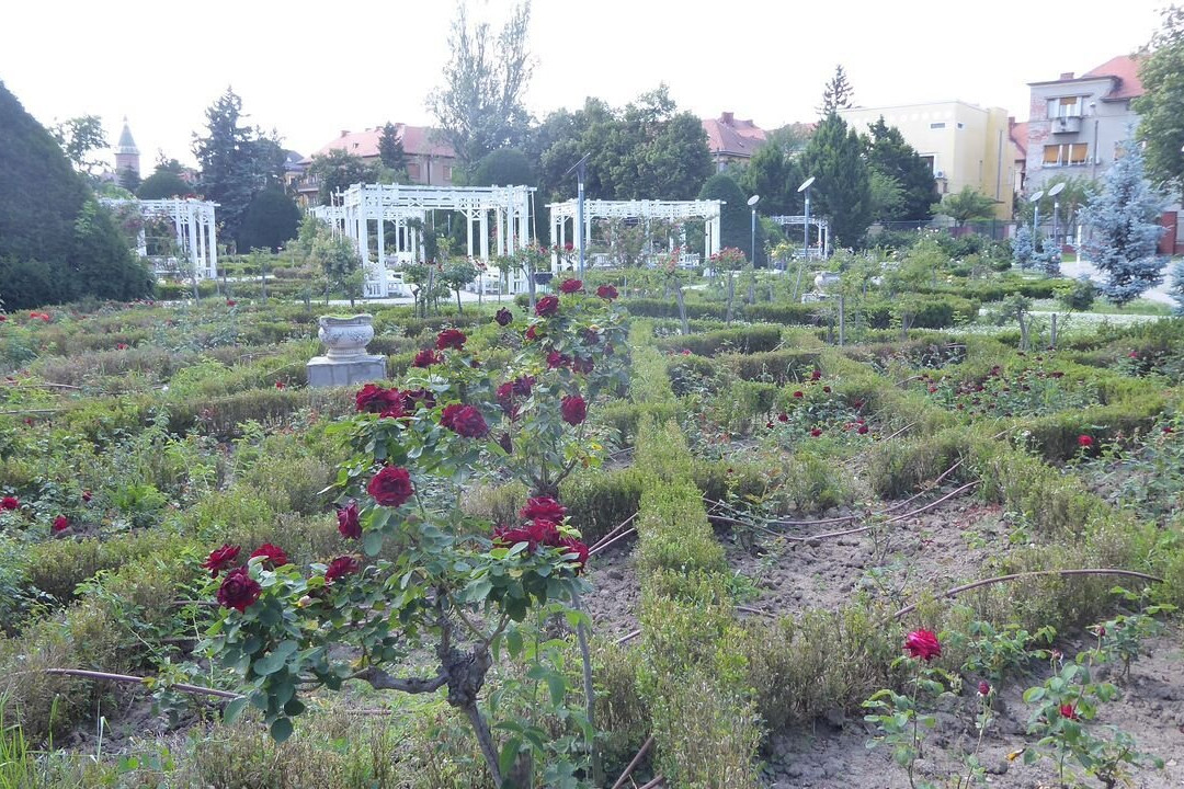 Parcul Rozelor景点图片