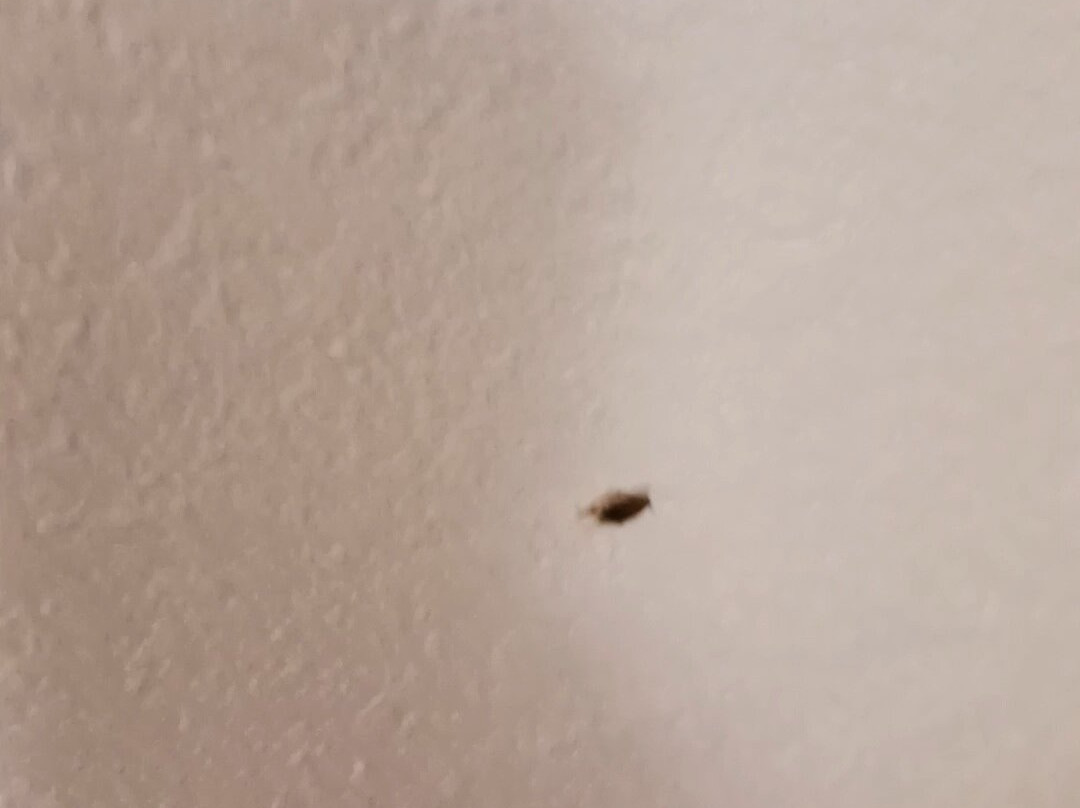 La Quinta Inn & Suites by Wyndham DFW Airport South / Irving主图