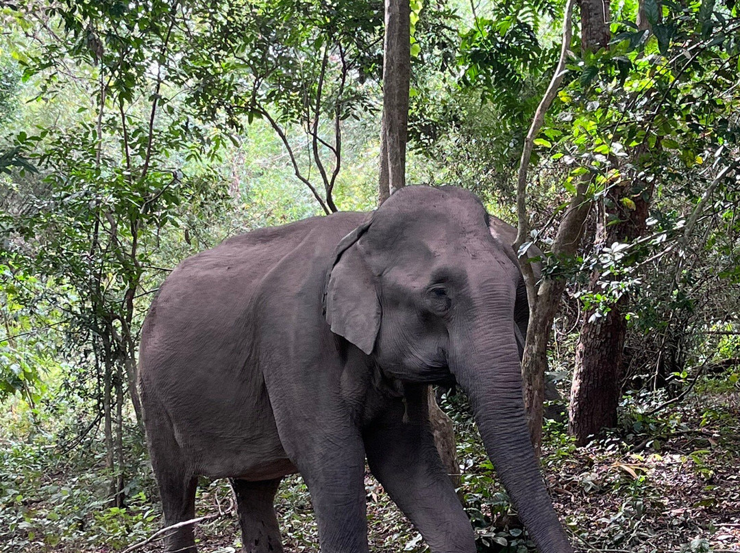 Yok Don National Park-Ea Huar必去景点