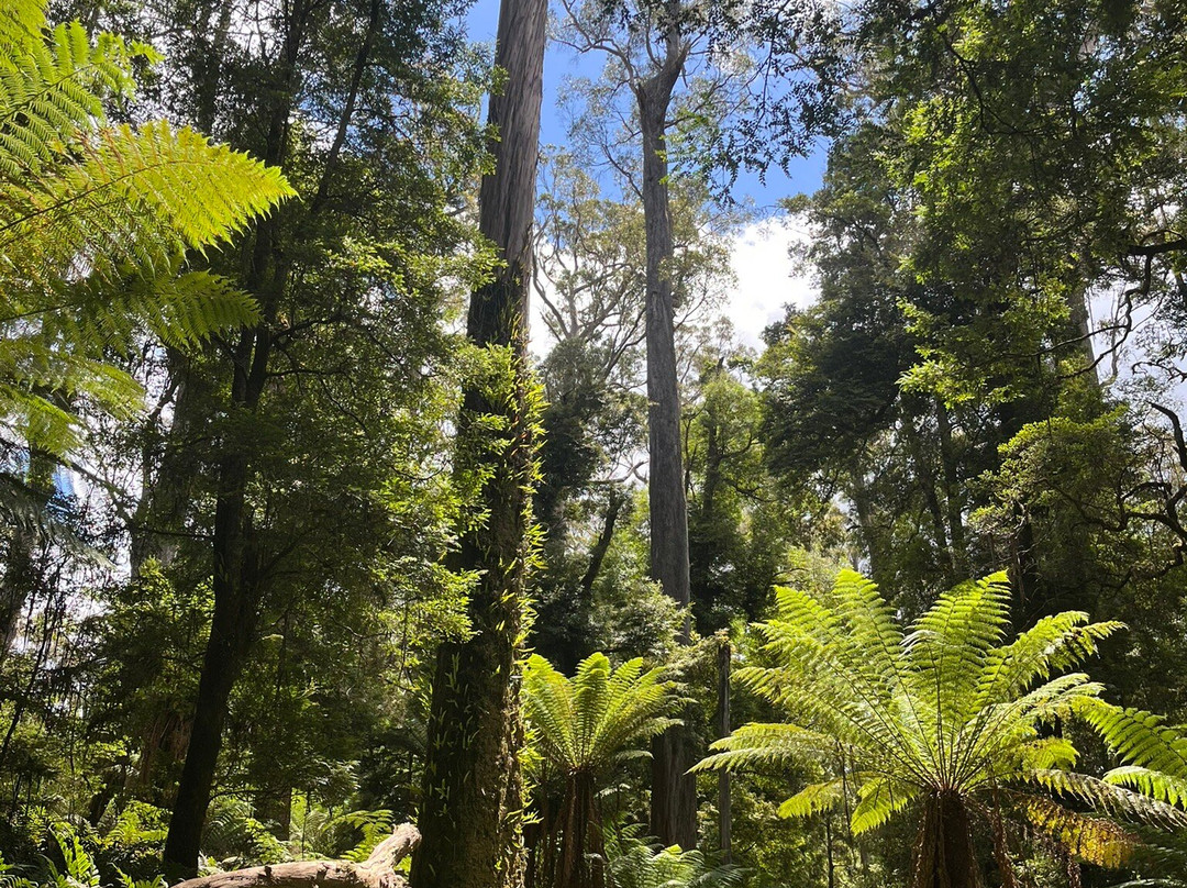 The Tarkine Drive景点图片