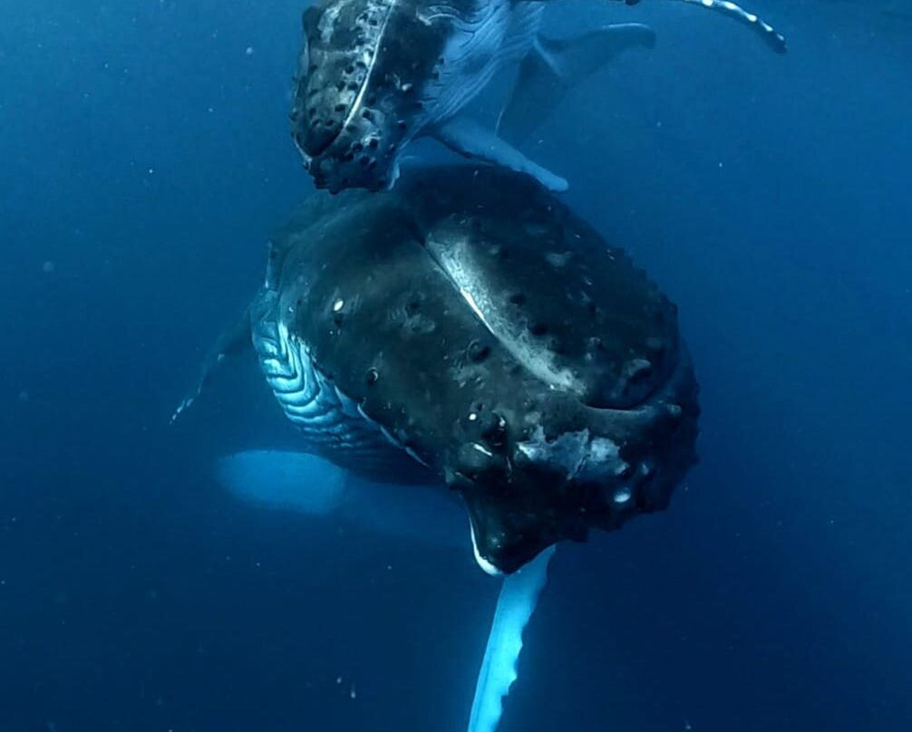 Natura / Captain Ju-Vairao必去景点