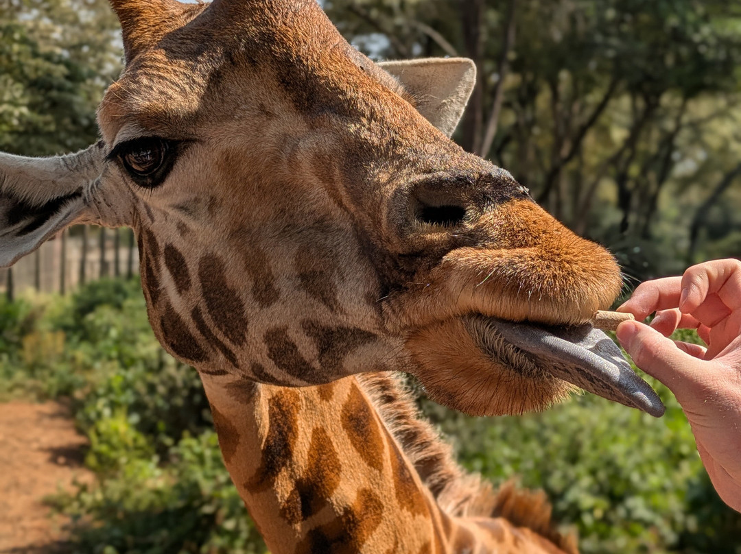 Africa Vision Safaris Tours and Travel景点图片