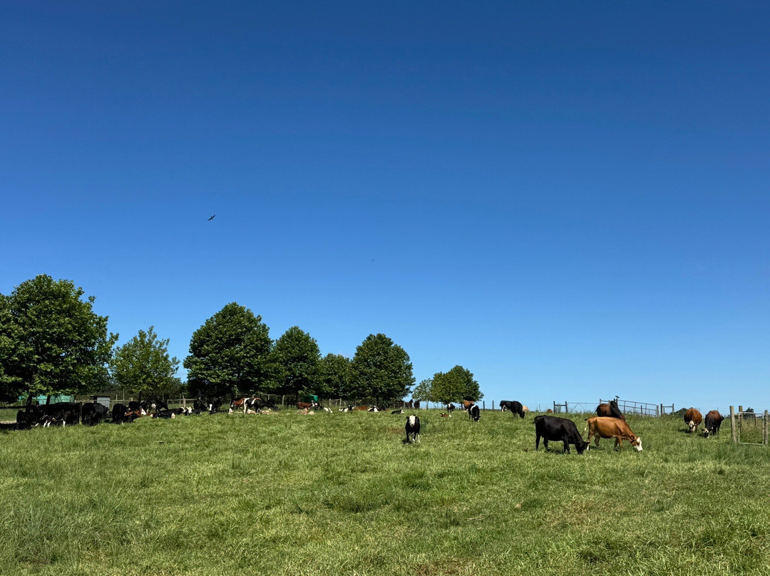 Springvale Farm Cottages主图