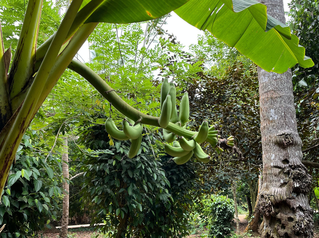 Jambo Spice Farm景点图片