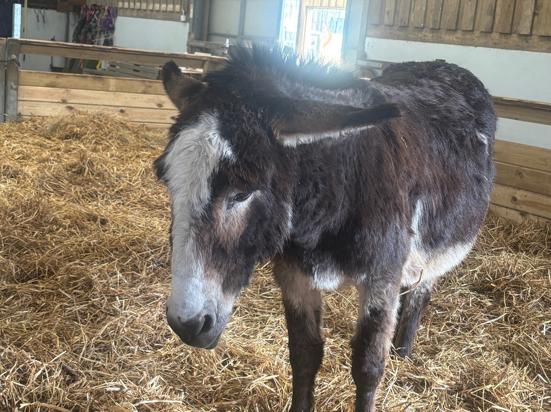 The Flicka Foundation - Donkey Sanctuary景点图片