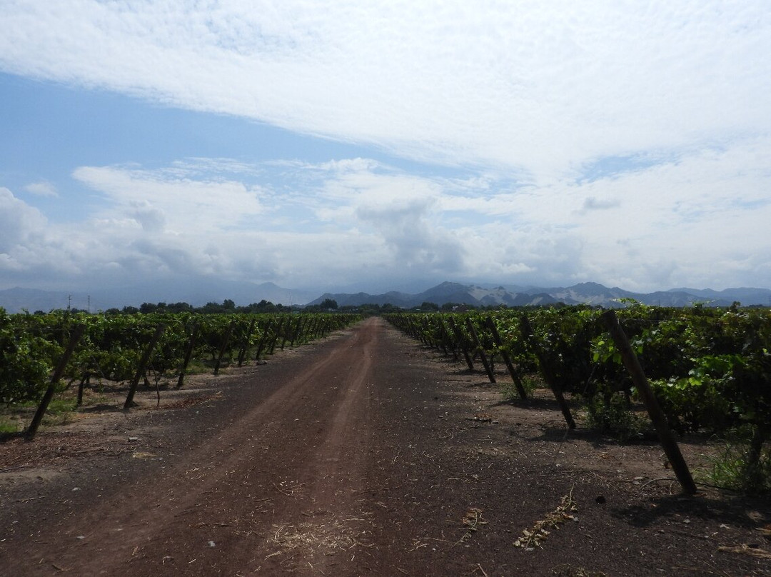 Bodegas Vista Alegre景点图片