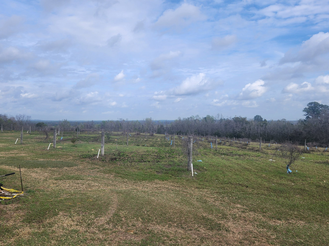 Sparacia Witherell Family Winery & Vineyard景点图片