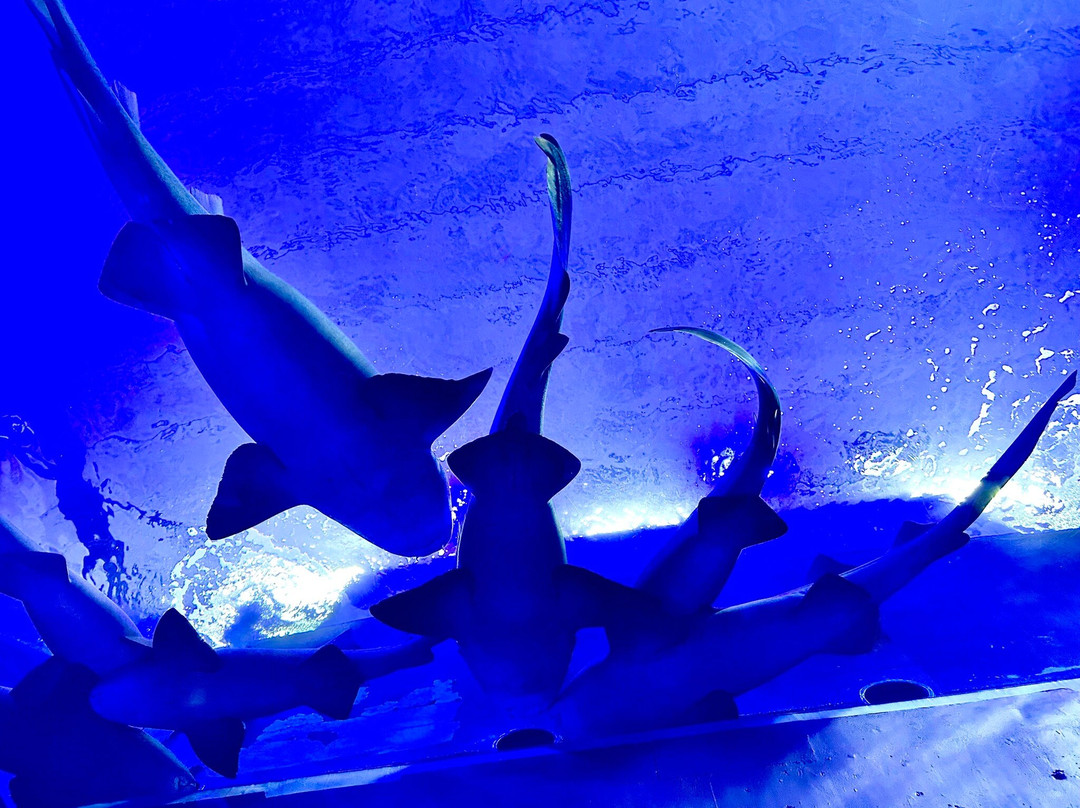 Gran Acuario Mazatlán Mar de Cortés-马萨特兰必去景点