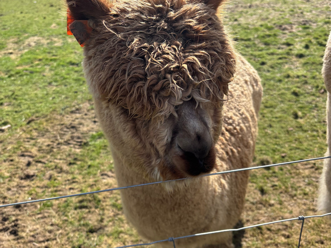 Antur Alpaca At Geufron Farm景点图片