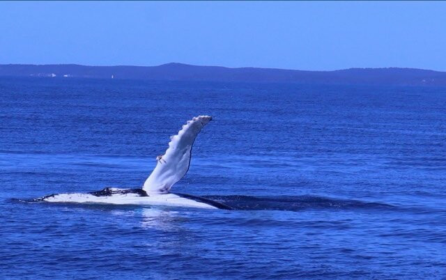 Blue Dolphin Marine Tours景点图片