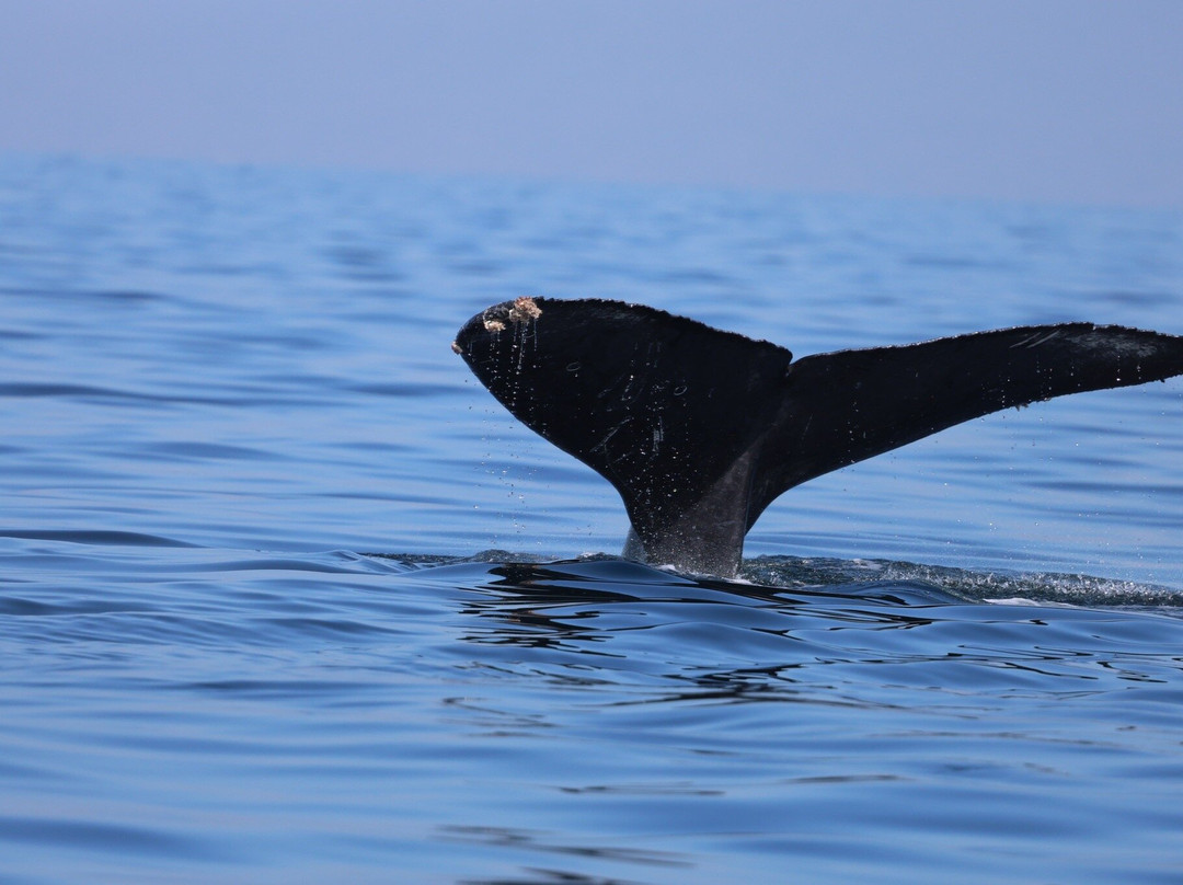 Ocean Friendly Whale Watching Tours-瓦拉塔港必去景点