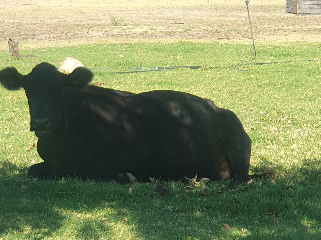 Simondium酒店住宿-Waterside Le Bonheur Croc Farm
