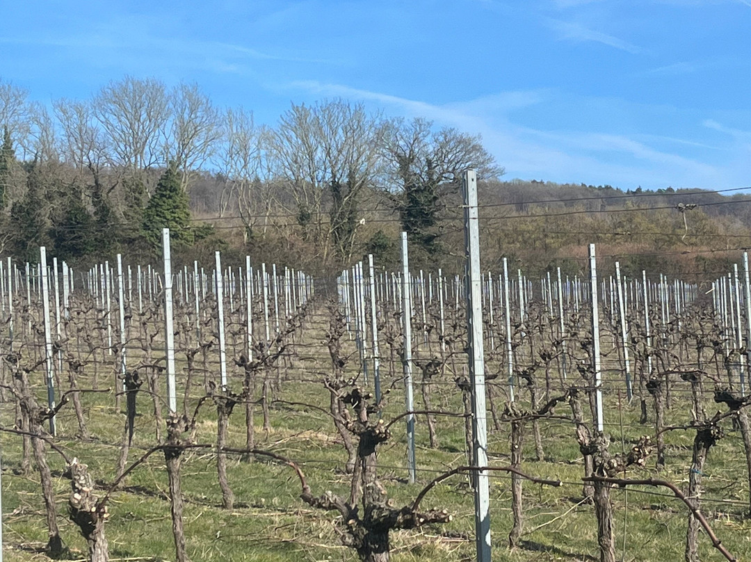 Westwell Wine Estate景点图片