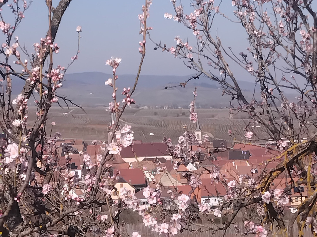 Colline Des Amandiers景点图片