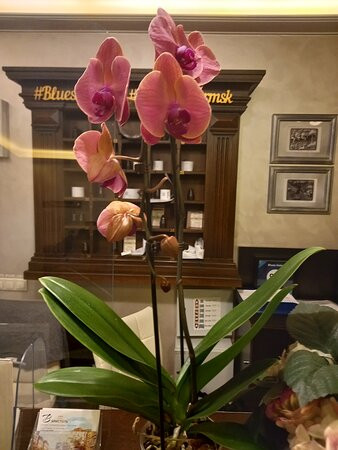 布鲁斯酒店主图