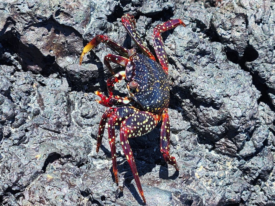Kajol Lavan Travel, Galapagos Islands-Baltra必去景点