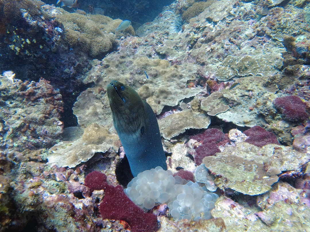 Sunrise Divers-卡伦必去景点