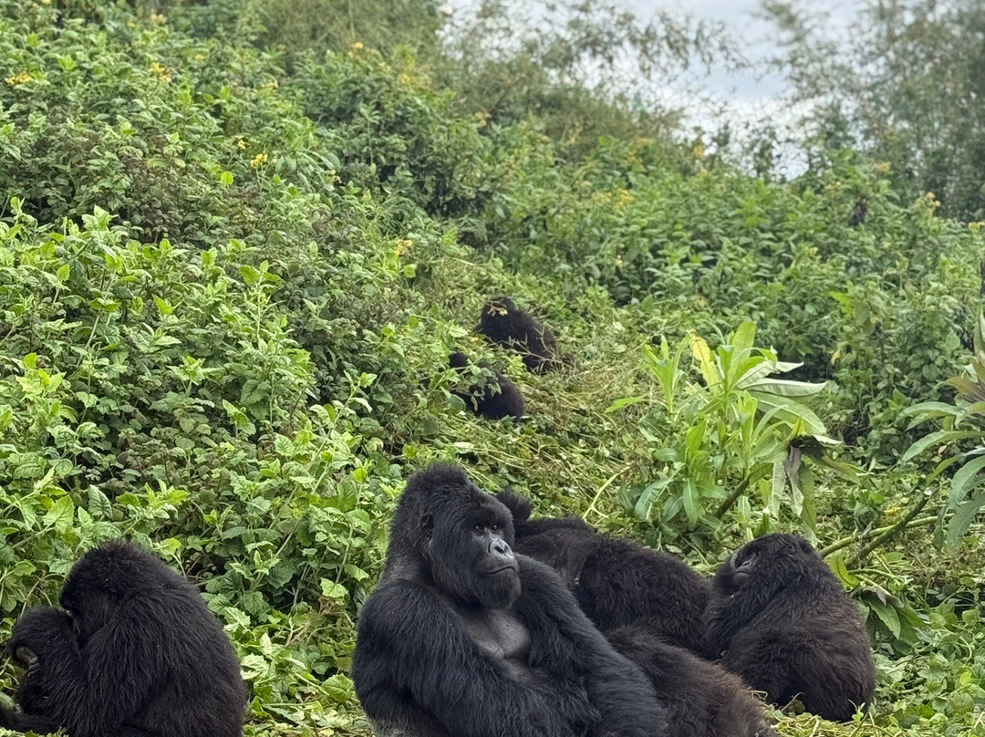 Africa Adventure Safaris-坎帕拉必去景点