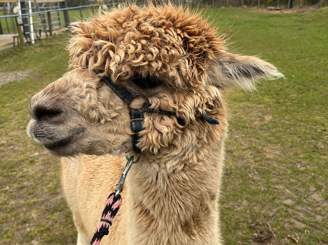 K2Alpacas-Wicklow必去景点