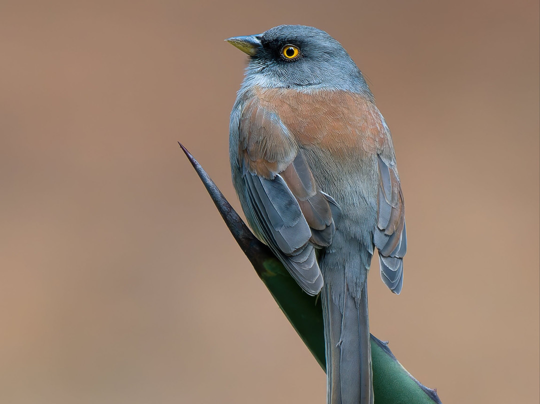 Travelian Tours-圣米格尔护城必去景点